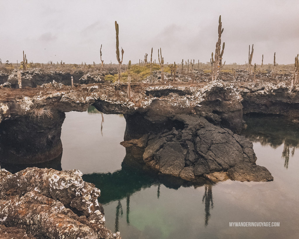 Los Tuneles | A trip to the Galapagos Islands will be unforgettable, and with these Galapagos Islands travel tips, you’ll be sure to have a worry-free trip from start to finish. | My Wandering Voyage travel blog #galapagos #galapagosislands #travel #traveltips #Ecuador #southamerica