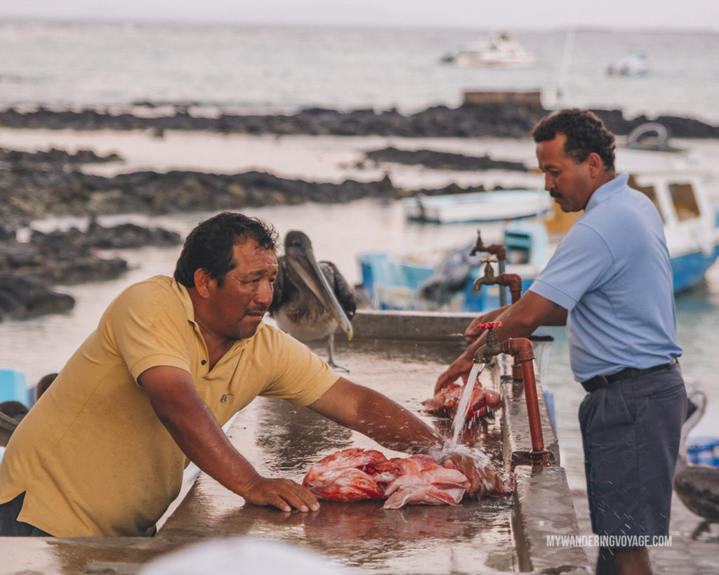 Fish market | A trip to the Galapagos Islands will be unforgettable, and with these Galapagos Islands travel tips, you’ll be sure to have a worry-free trip from start to finish. | My Wandering Voyage travel blog #galapagos #galapagosislands #travel #traveltips #Ecuador #southamerica