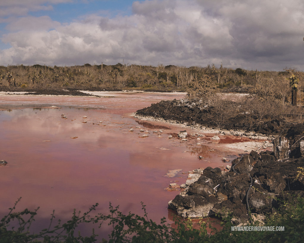 Salt Marsh | A trip to the Galapagos Islands will be unforgettable, and with these Galapagos Islands travel tips, you’ll be sure to have a worry-free trip from start to finish. | My Wandering Voyage travel blog #galapagos #galapagosislands #travel #traveltips #Ecuador #southamerica
