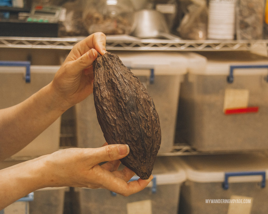 cacao pod Hummingbird Chocolate Maker
