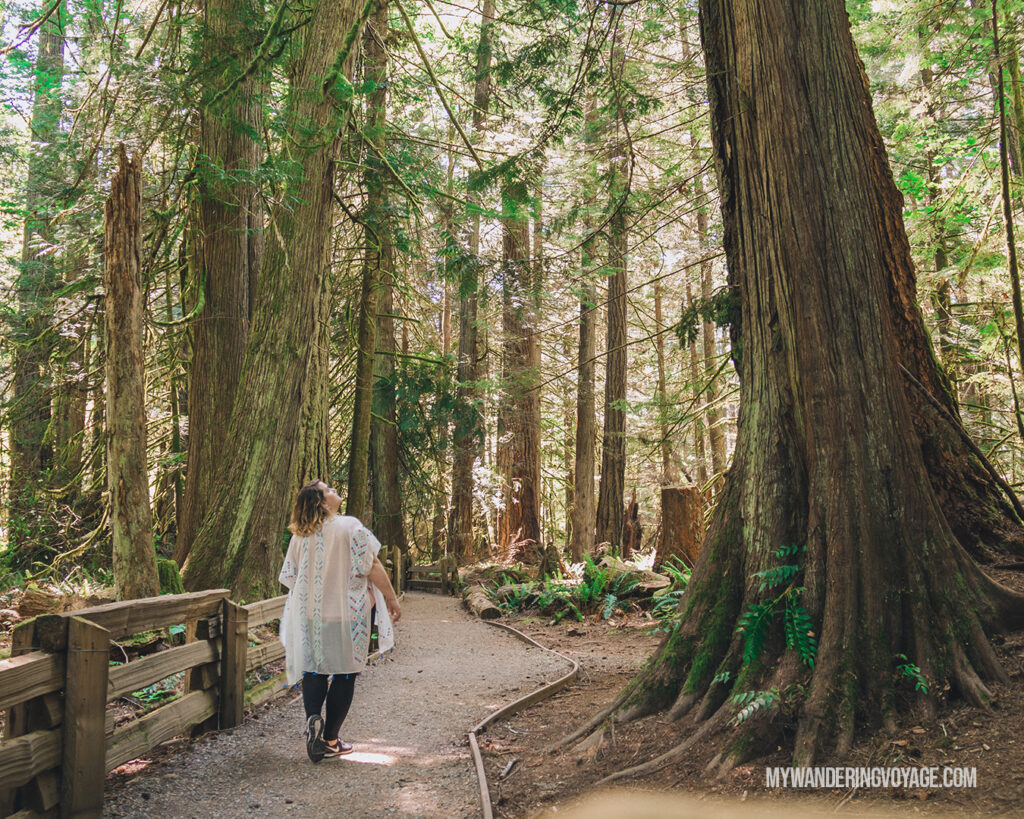 Giant trees in Cathedral Grove Macmillan Provincial Park | Vancouver Island road trip 5 day itinerary | My Wandering Voyage