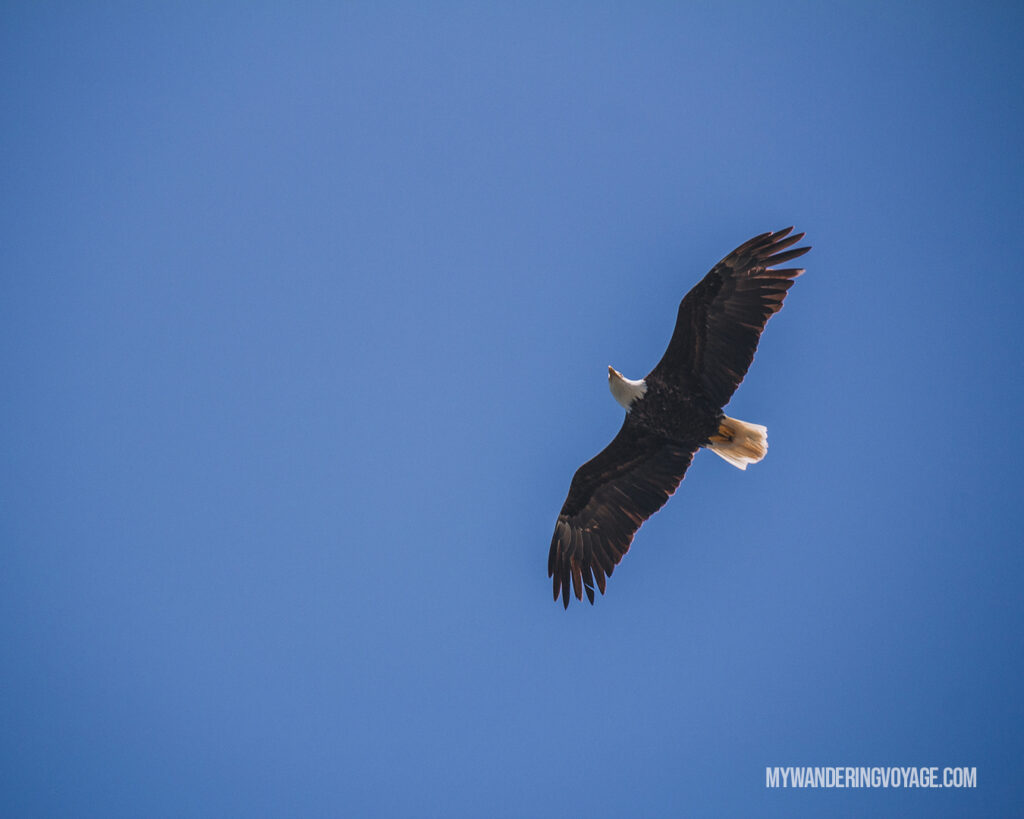 Bald Eagle overhead in Tofino | Vancouver Island road trip 5 day itinerary | My Wandering Voyage
