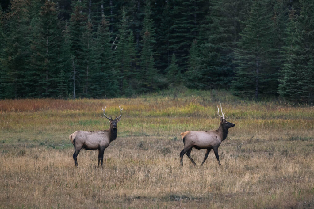 Two male elk in Banff | How to visit Banff without a Car | My Wandering Voyage travel blog 