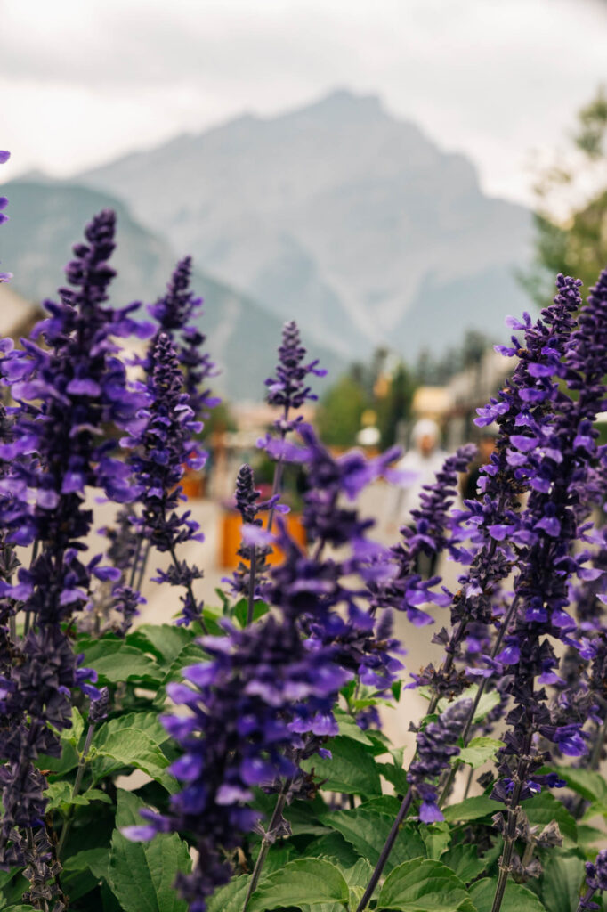 Cascade Mountain through flowers | How to visit Banff without a Car | My Wandering Voyage travel blog 